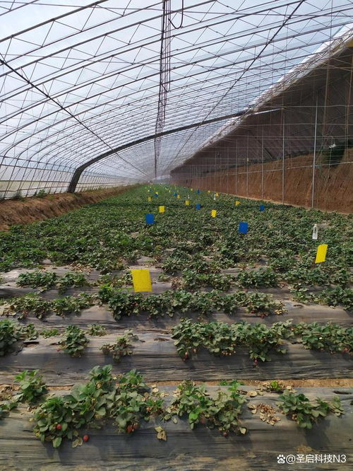 給大棚裝上“智慧腦” 物聯網助力農戶智能管理農業溫室